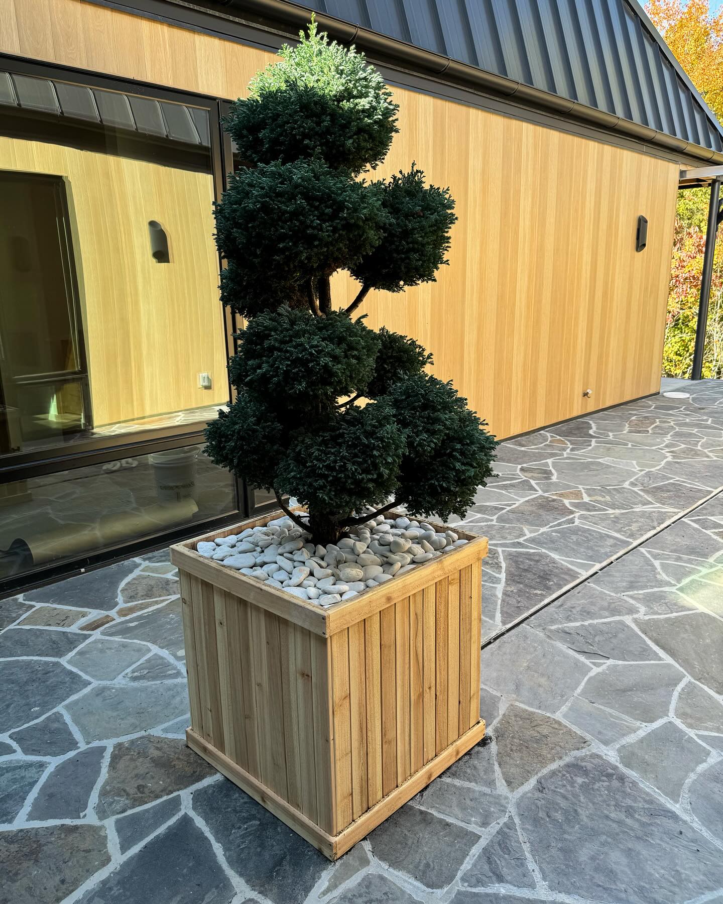 Patio with native plant design, potted shrub