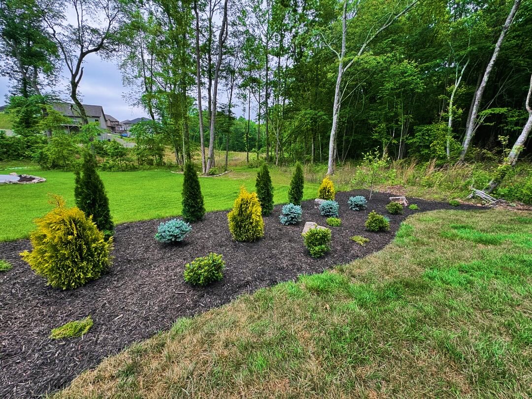 Evergreen planting bed with mulch