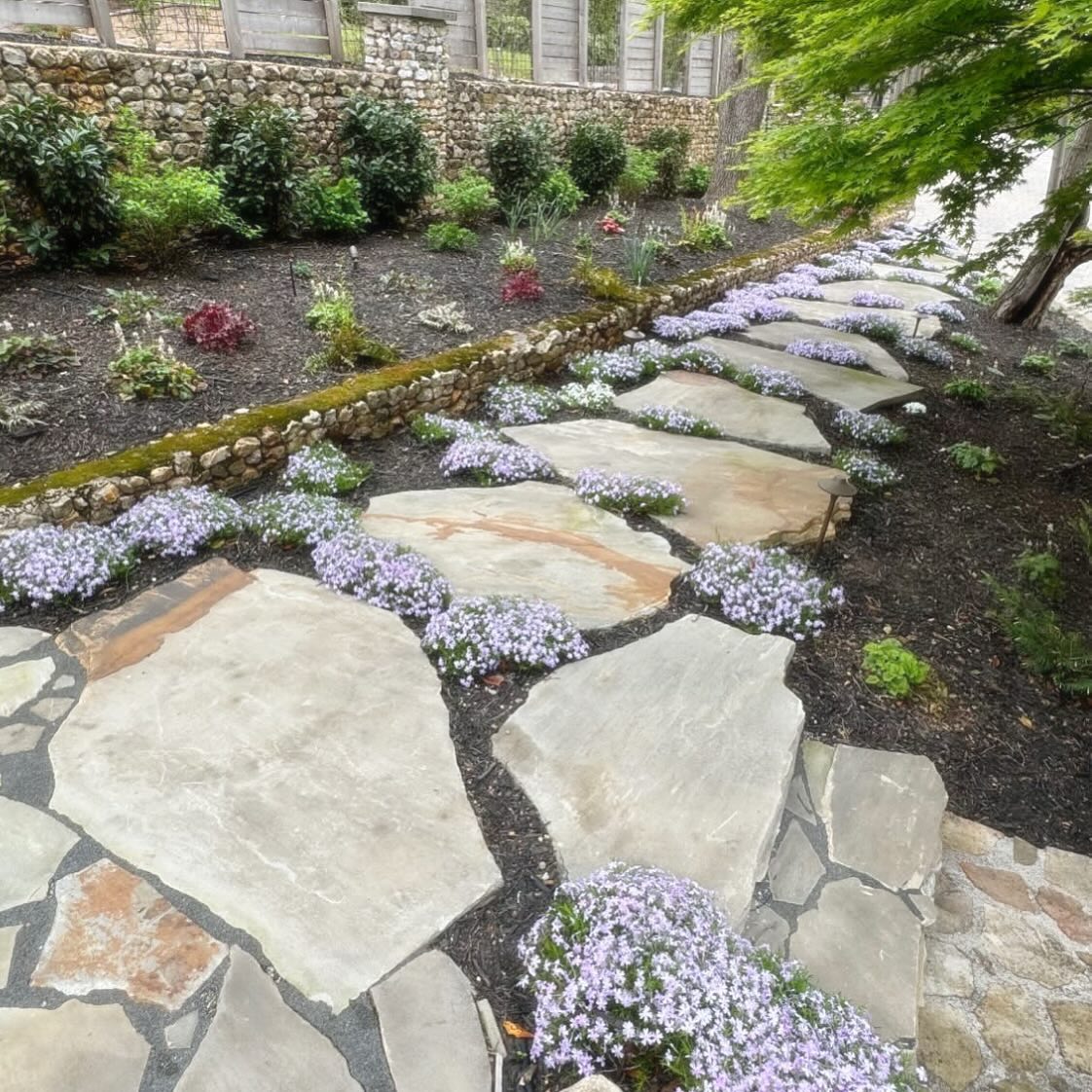 Flagstone path with creeping phlox