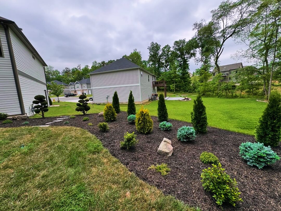 Backyard planting bed with evergreens