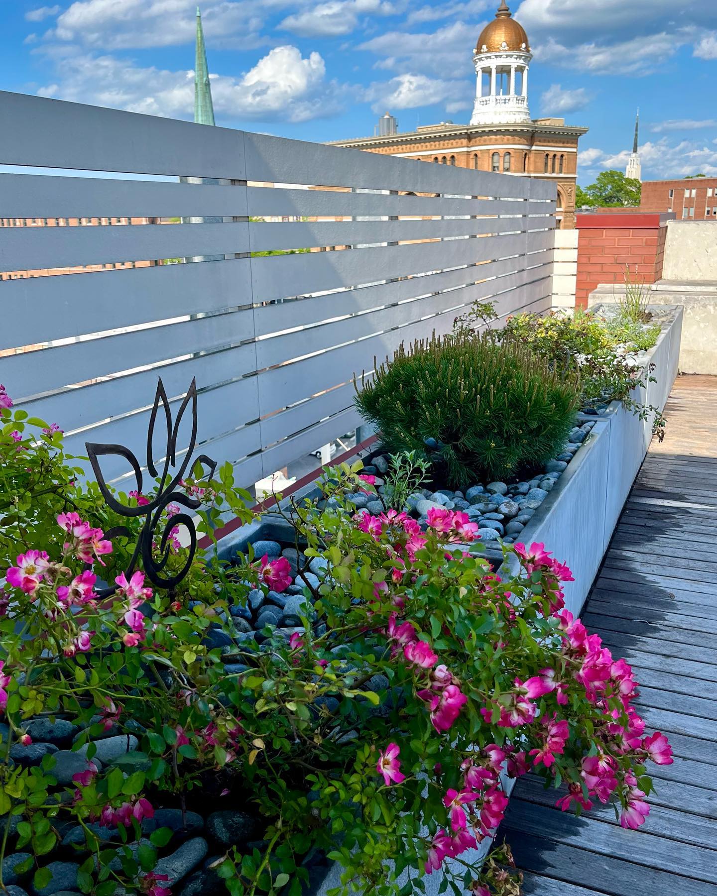 Garden box with flowers on a rooftop overlooking the city