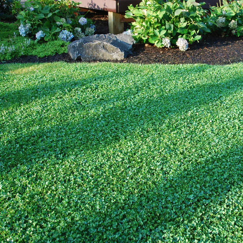 Micro clover yard lawn