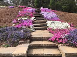 Creeping phlox