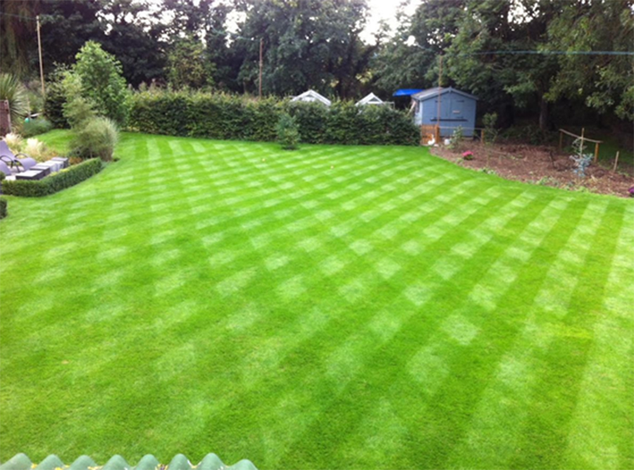 Freshly installed sod lawn