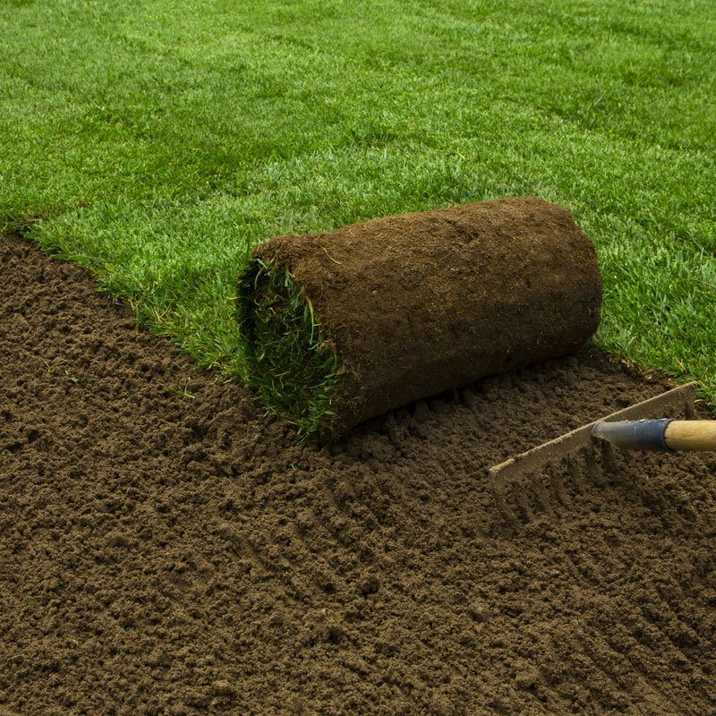 Fescue sod