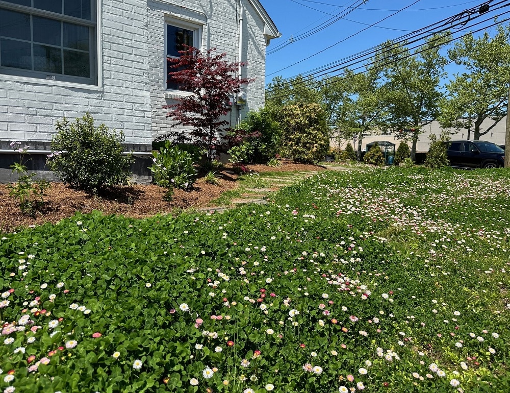 White home with clover lawn