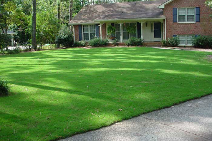 Bermuda grass lawn